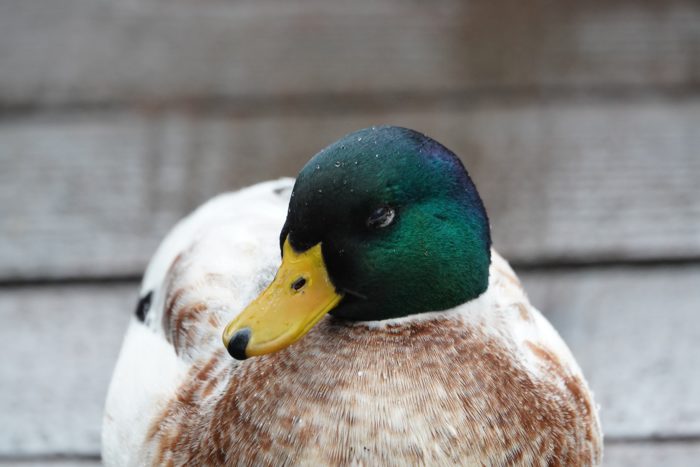 Mallard / domestic duck hybrid