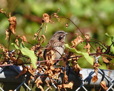 Song Sparrow