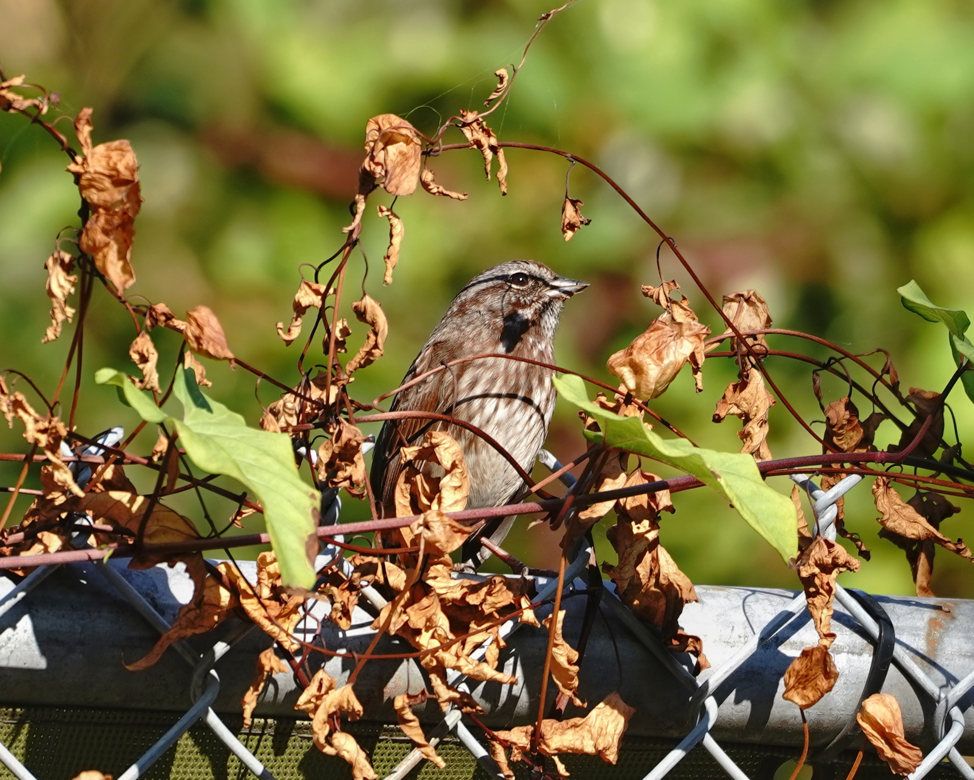 Song Sparrow