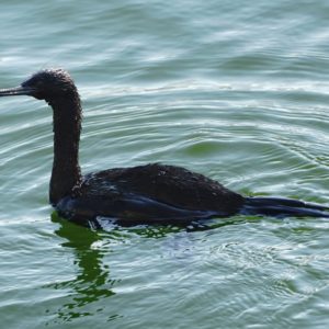 Pelagic Cormorant