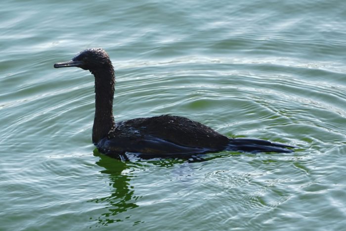 Pelagic Cormorant