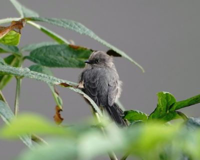 American Bushtit