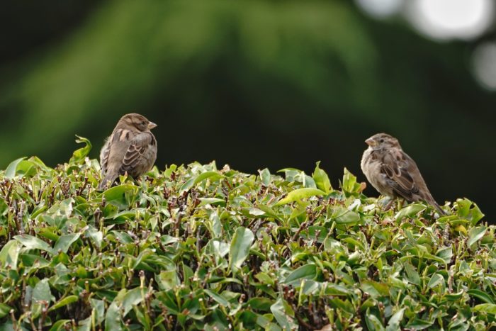 Two House Sparrows