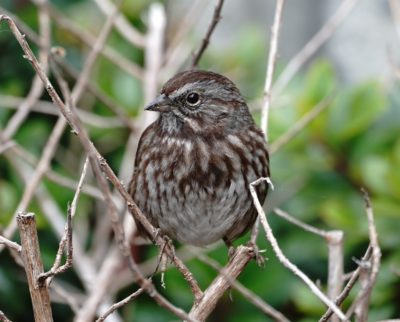 Song Sparrow