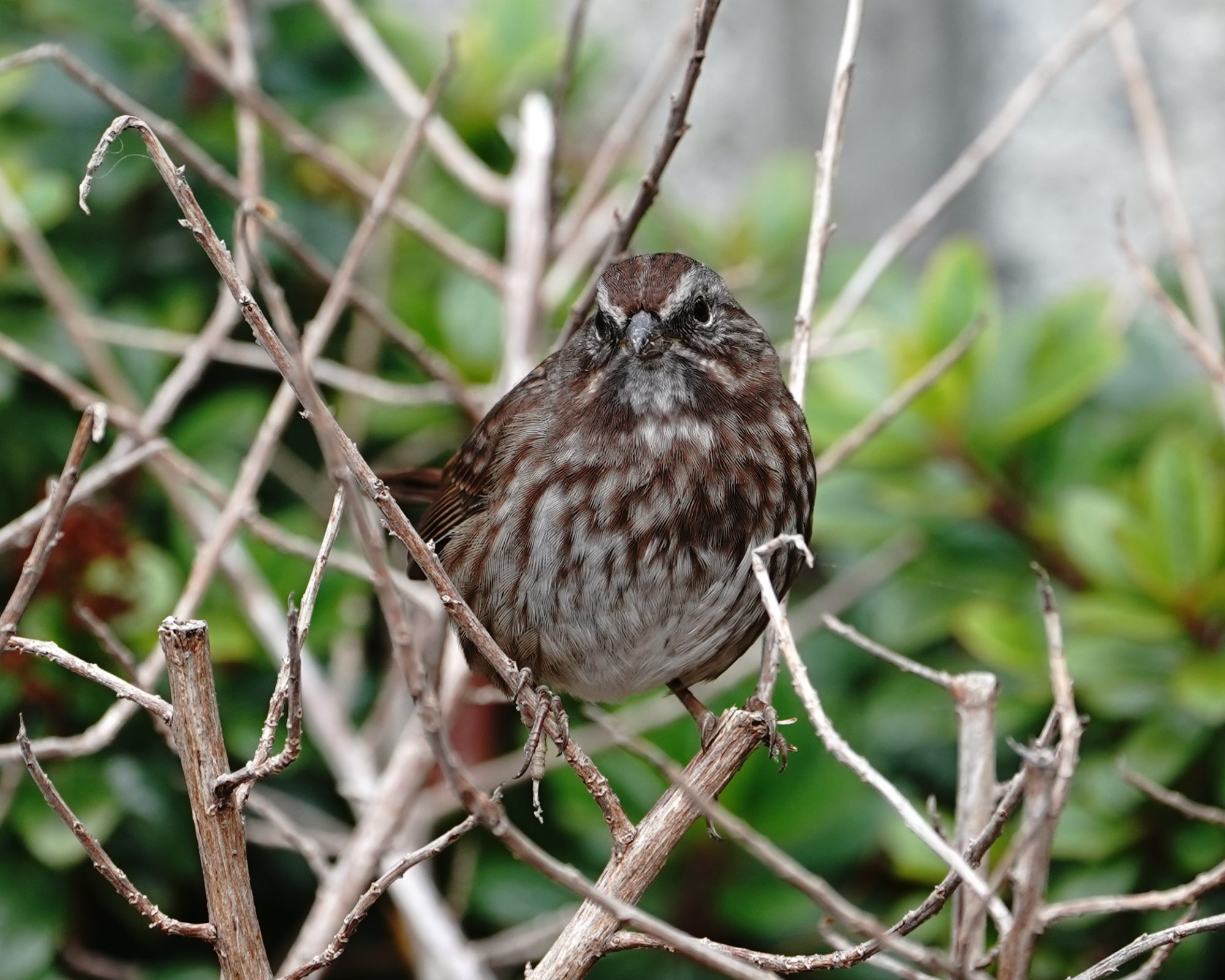 Song Sparrow