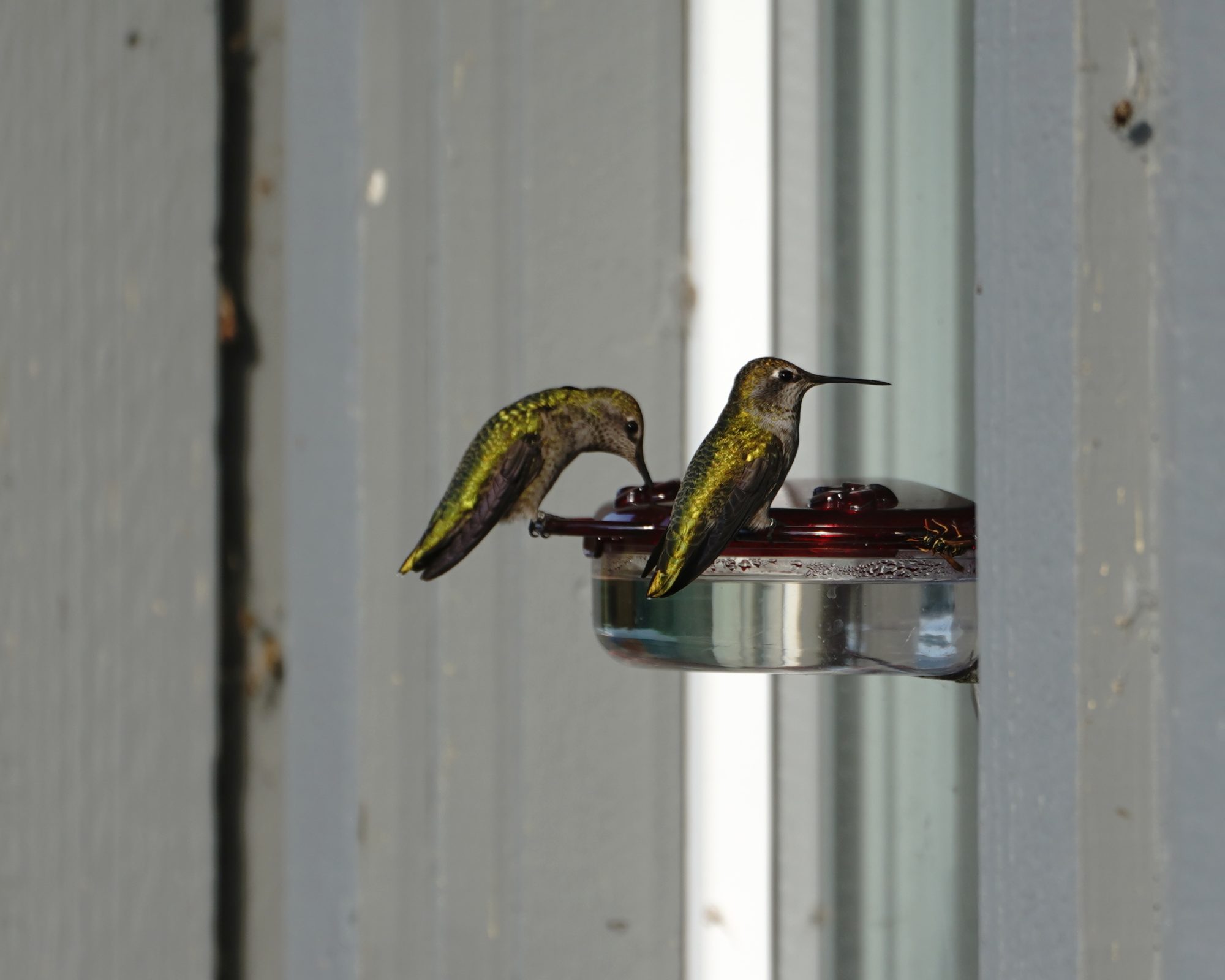 Two Anna's hummingbirds