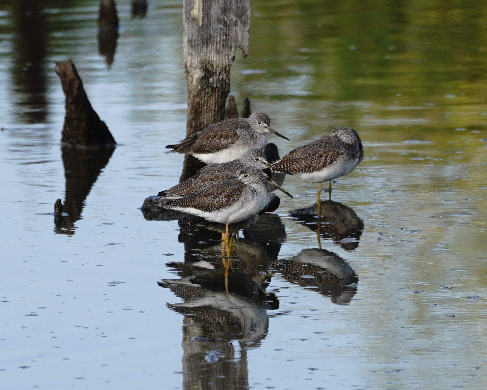 Greater Yellowlegs