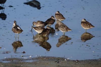 Long-billed Dowitchers