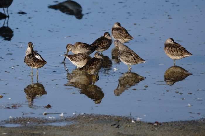 Long-billed Dowitchers