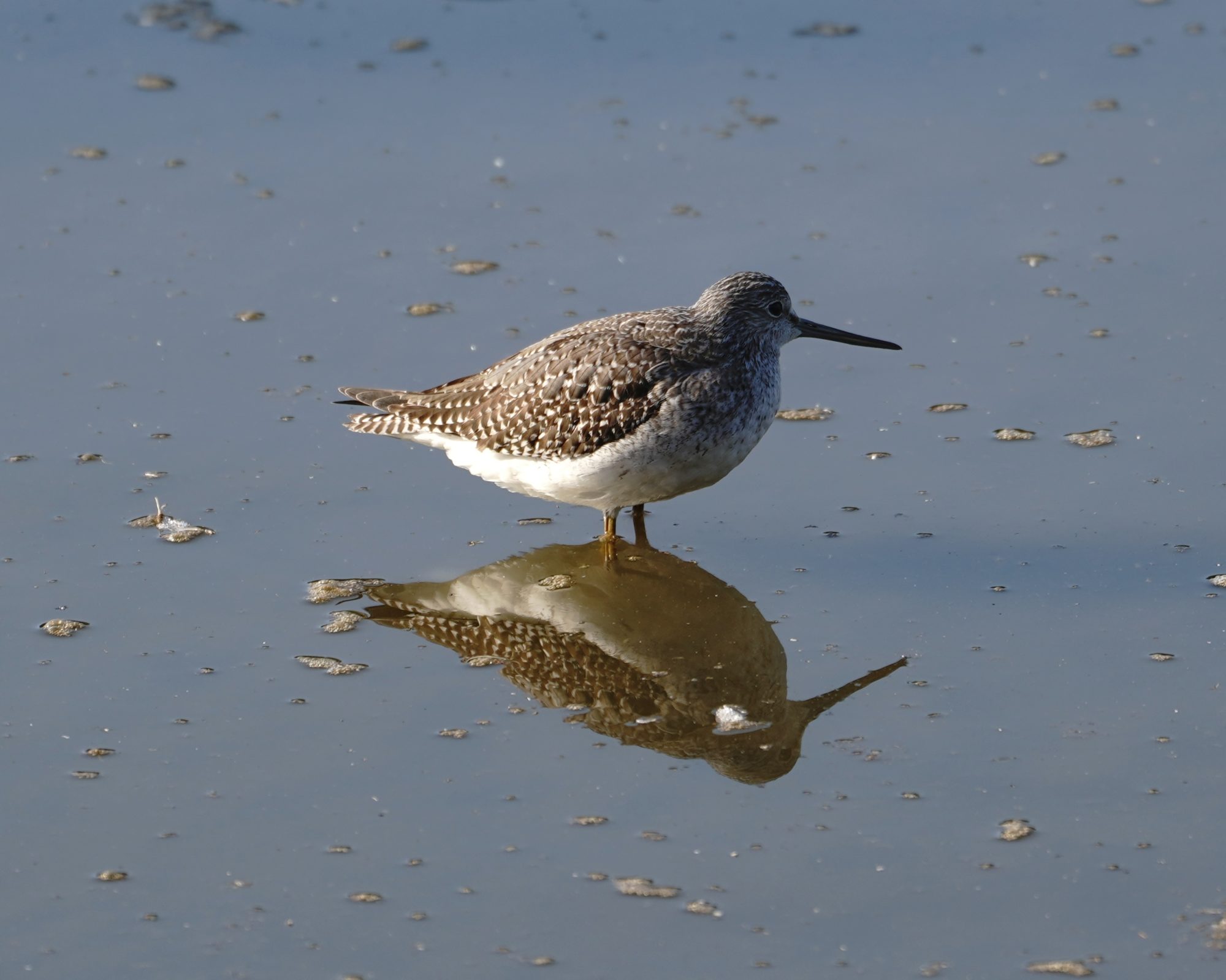 Greater Yellowlegs