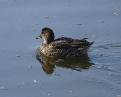 Green-winged Teal, female