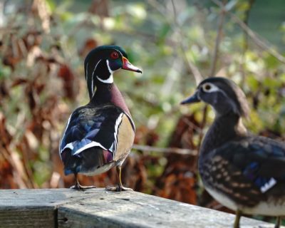 Wood Ducks