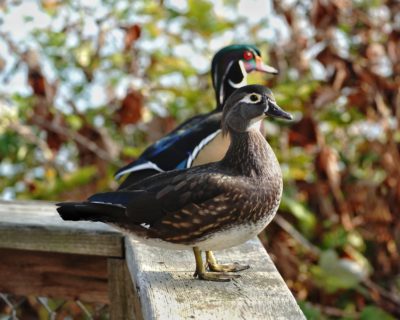 Wood Ducks