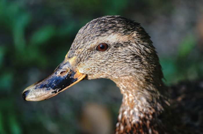 Mallard duck