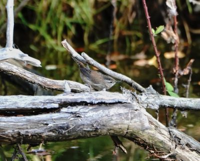 Marsh Wren