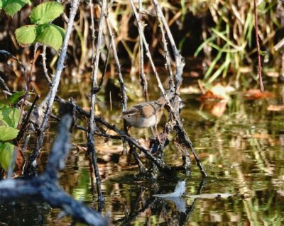 Marsh Wren