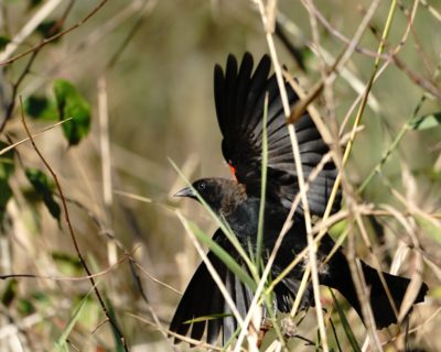 Red-winged Blackbird