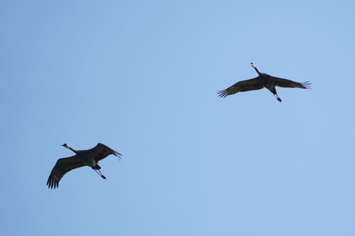 Sandhill Cranes