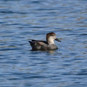 Gadwall