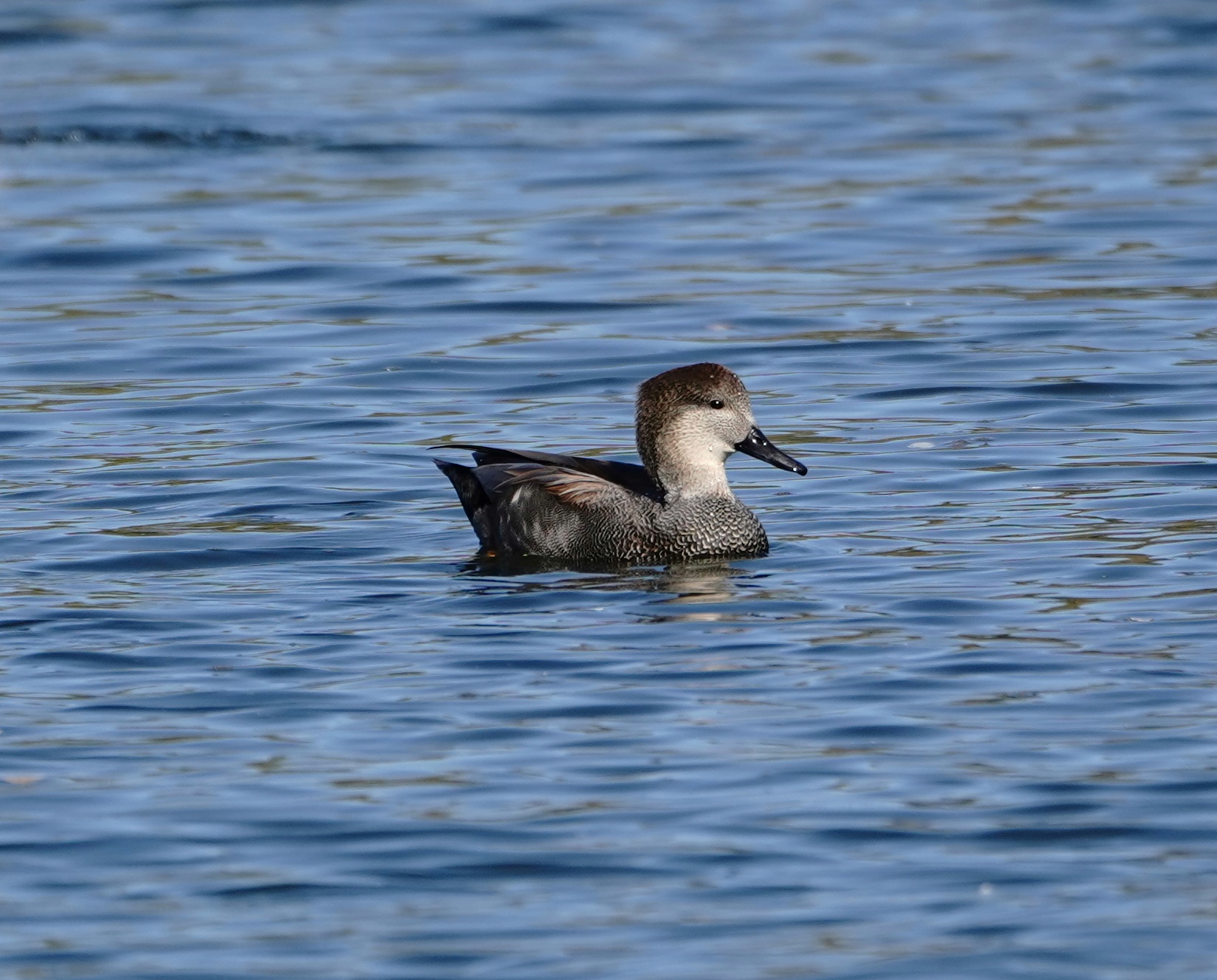 Gadwall