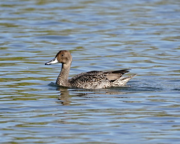 Northern Pintail