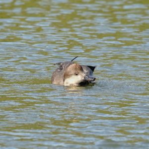 Gadwall