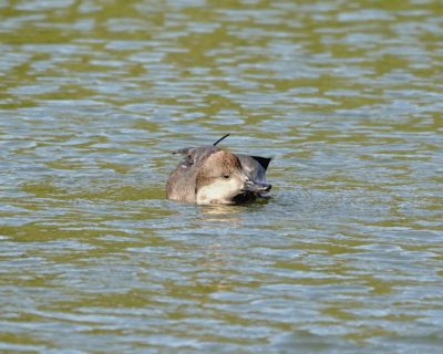 Gadwall