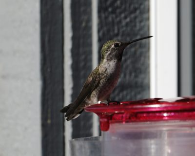 Anna's Hummingbird