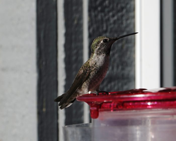 Anna's Hummingbird