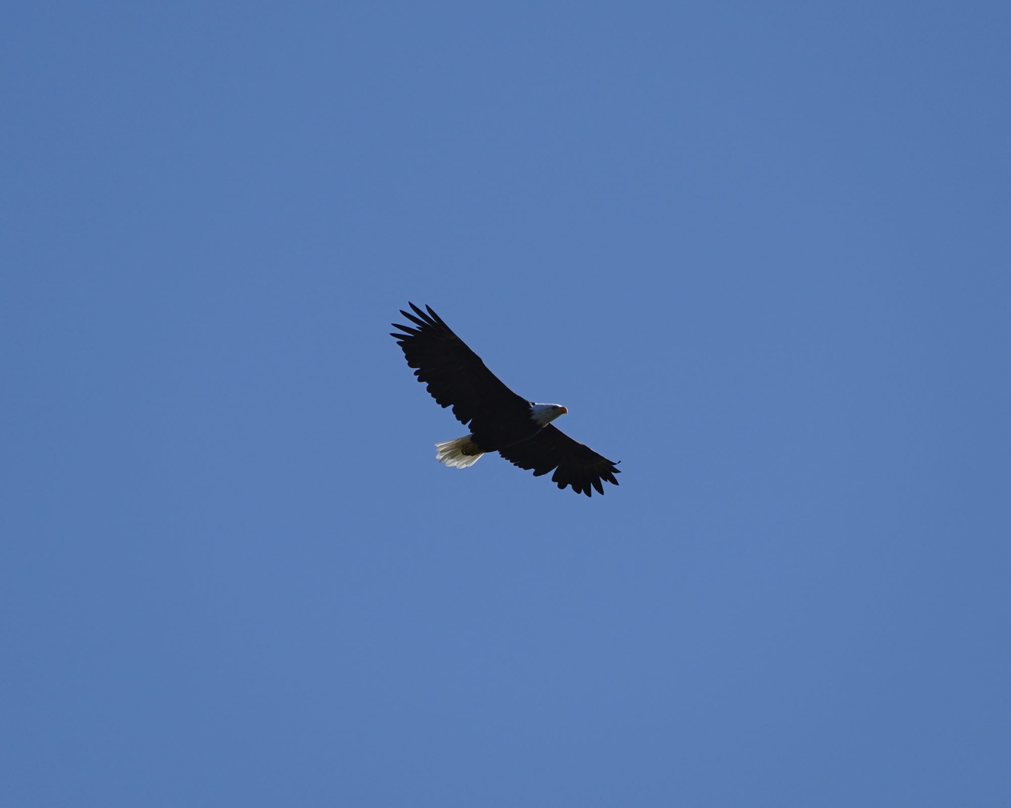 Bald Eagle