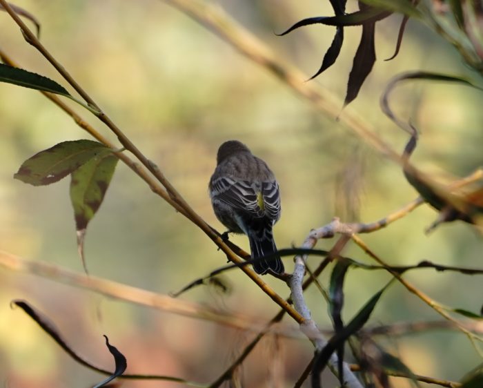 Yellow-rumped Warbler