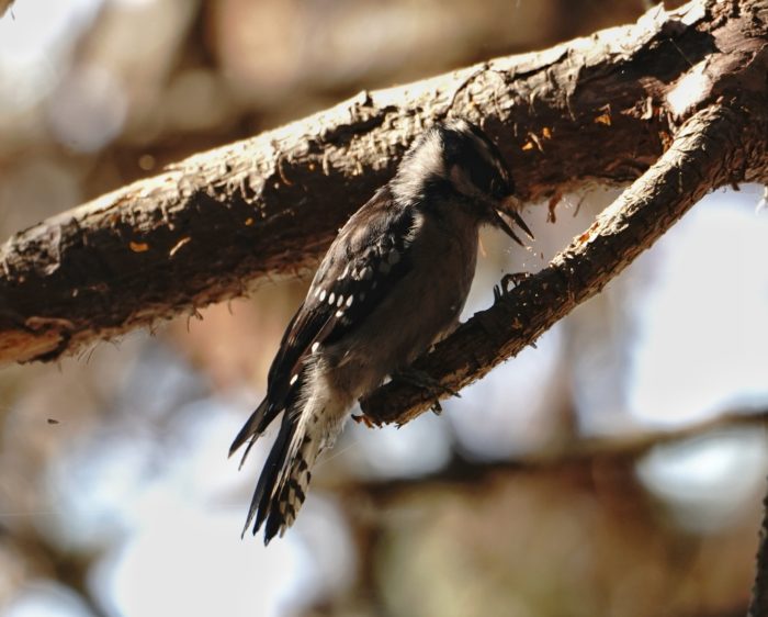 Downy Woodpecker