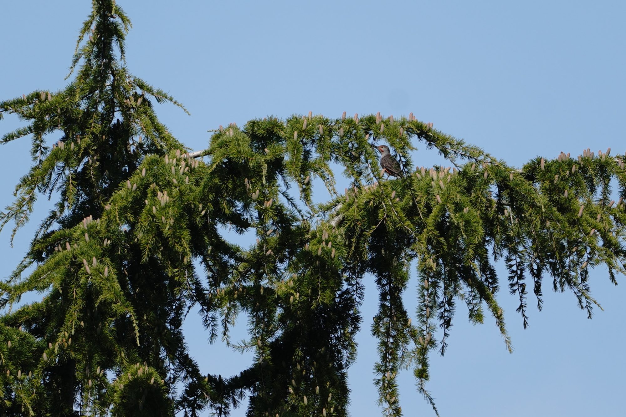 Northern Flicker