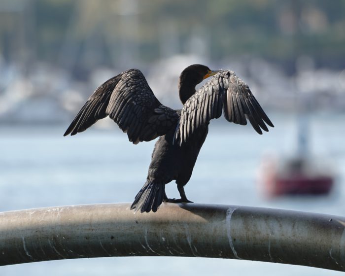 Double-crested Cormorant