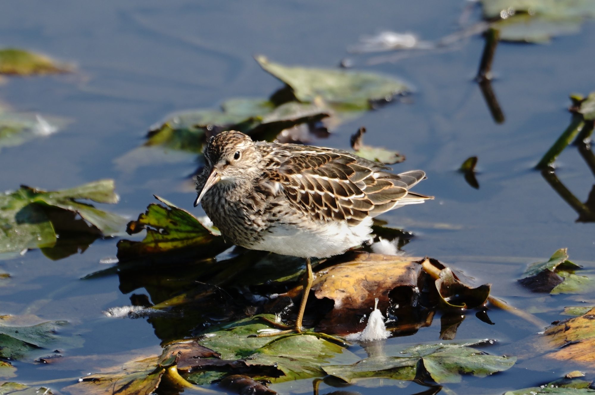 Pectoral Sandpiper