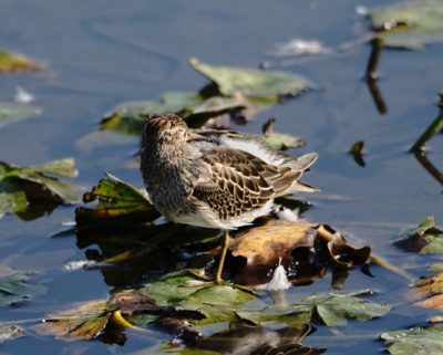 Pectoral Sandpiper