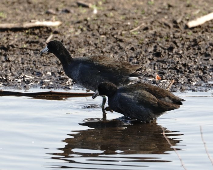 American Coots