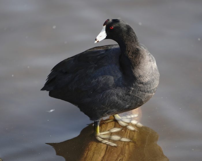 American Coot