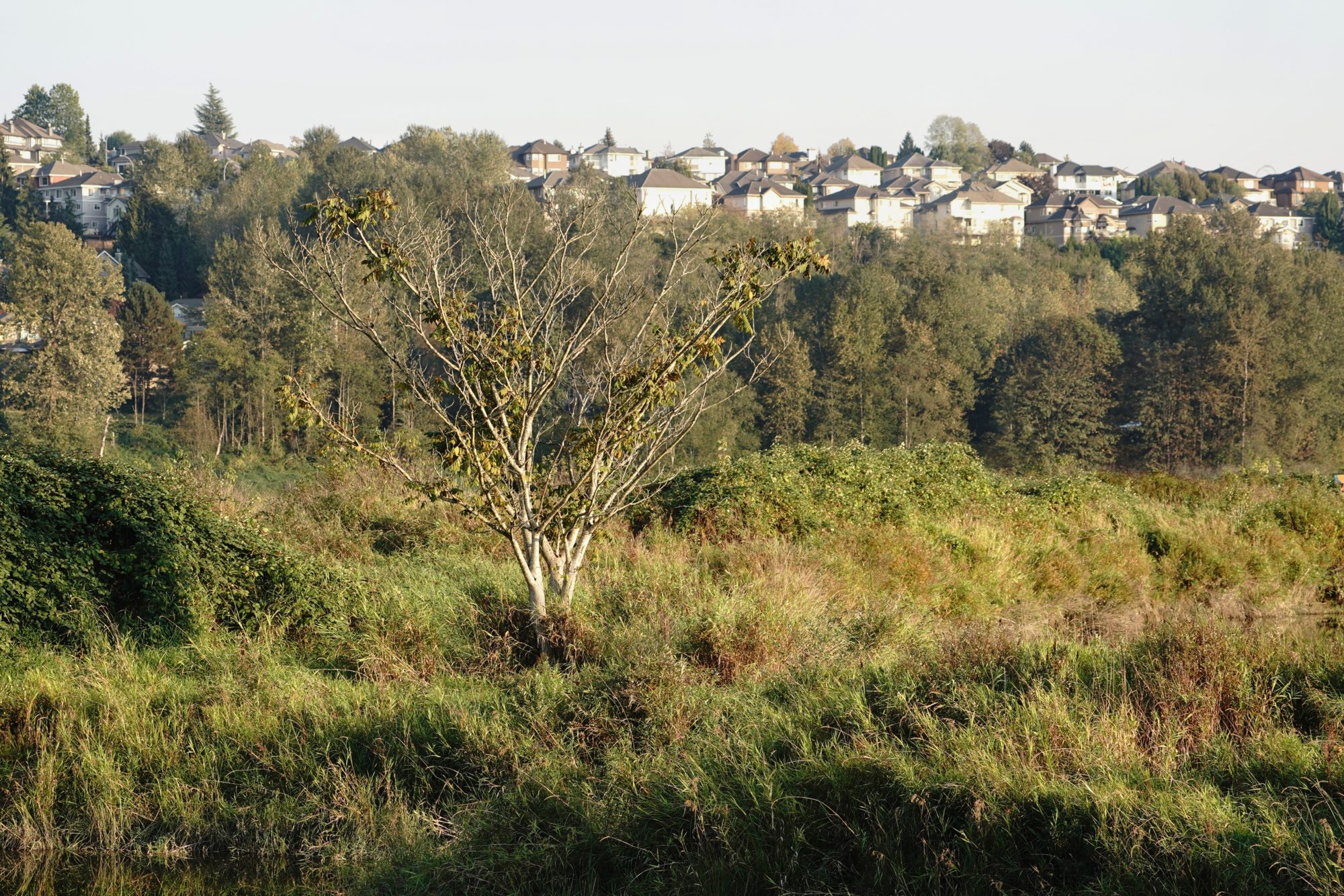 Colony Farm