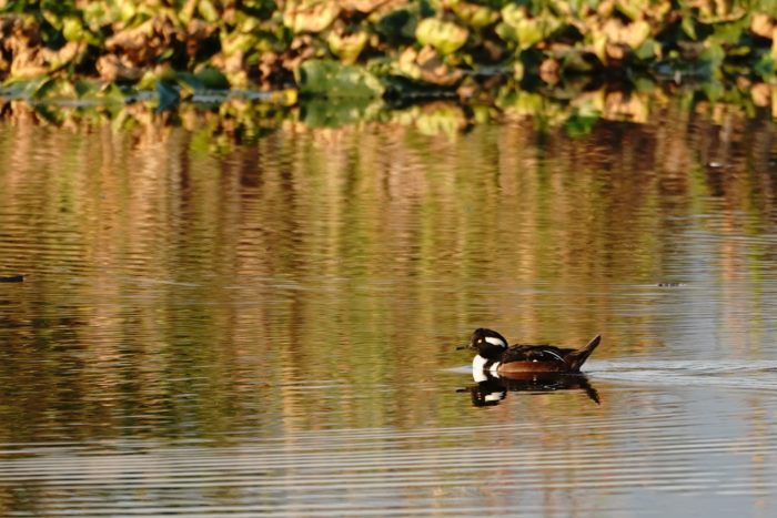 Hooded Merganser