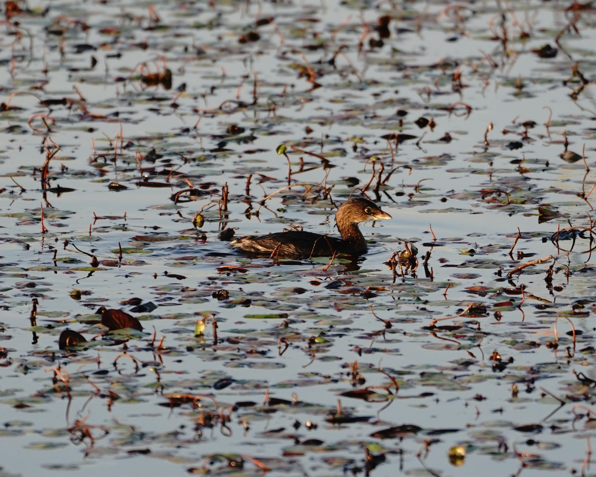 Pied-billed Grebe