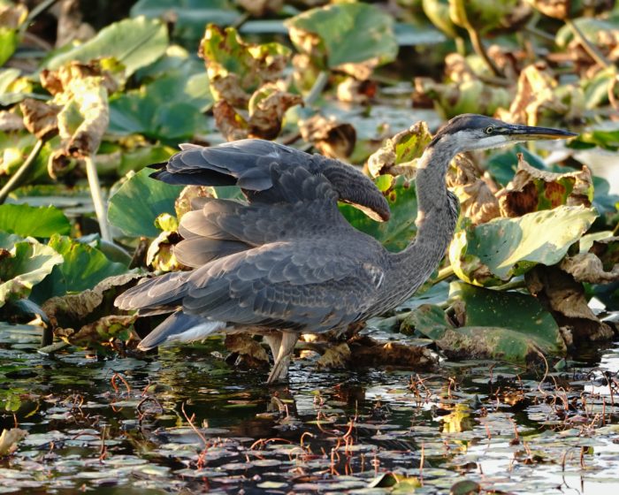 Great Blue Heron