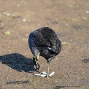 American Coot