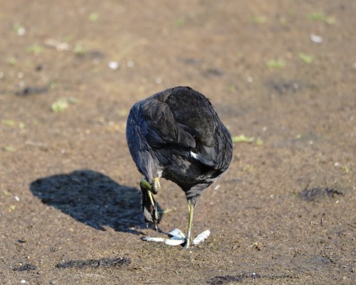 American Coot