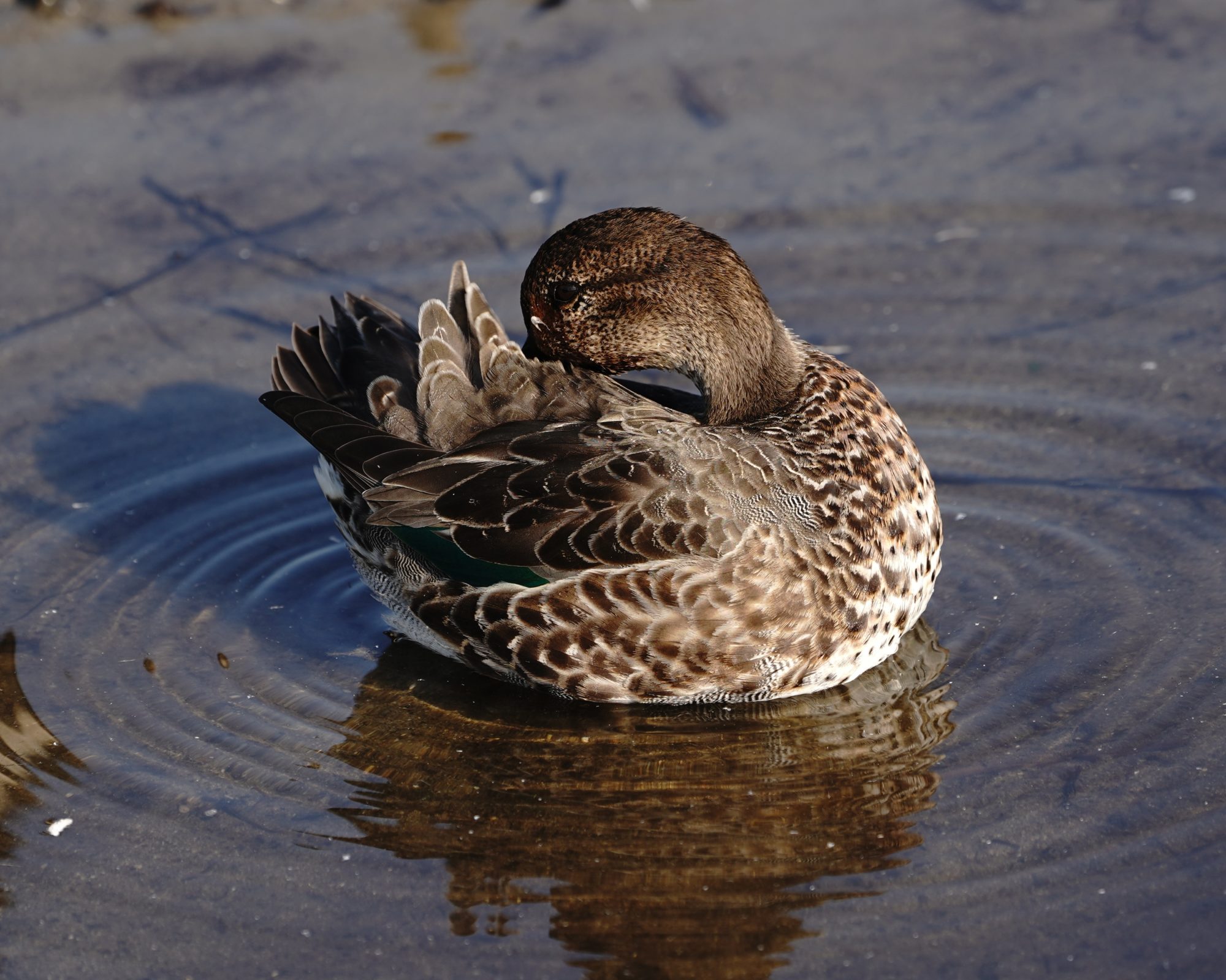 Green-winged Teal