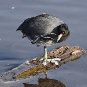 American Coot