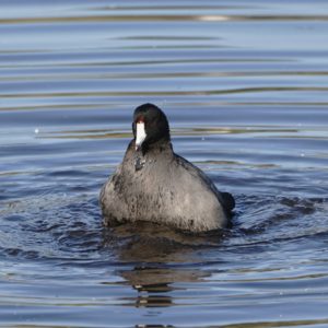 American Coot