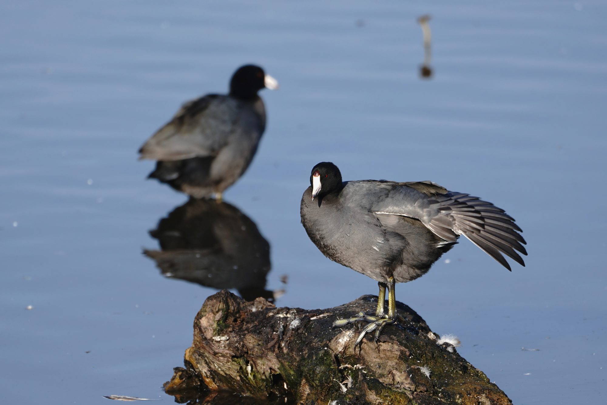 American Coots