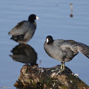 American Coots