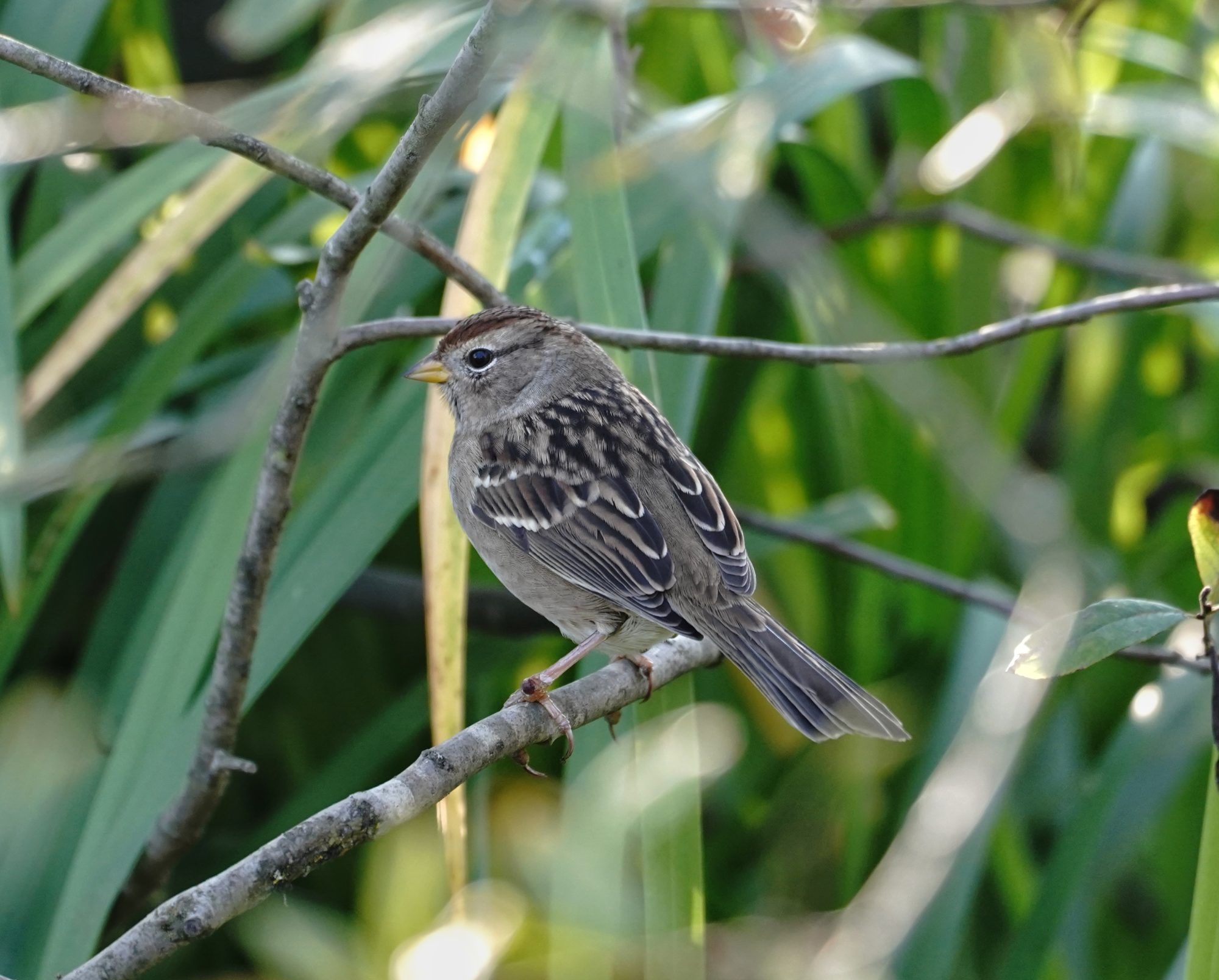 White-crowned Sparrow